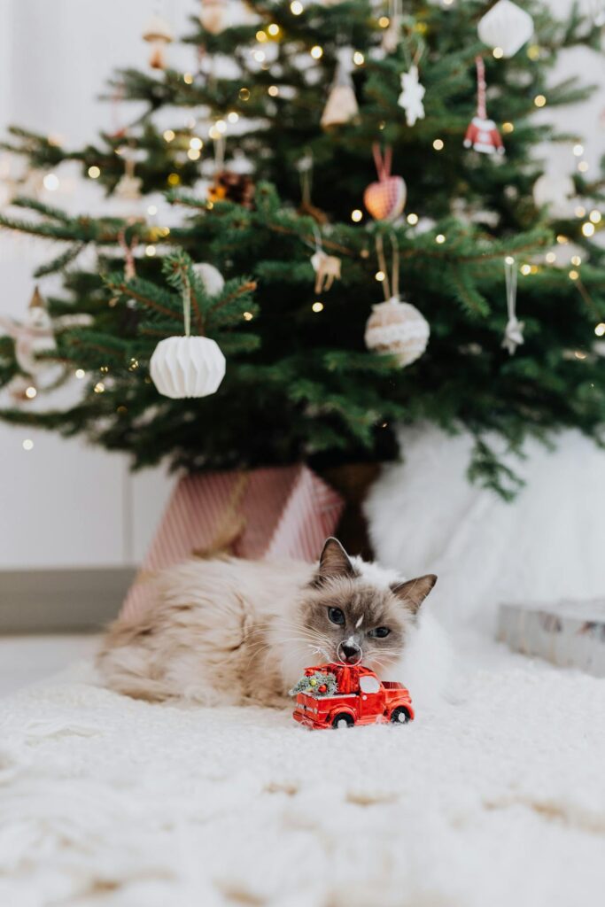 Opdag CatShops unikke pop up kort og kreative kits til juletiden